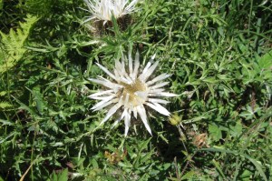 Carlina acaulis (1200 x 799)